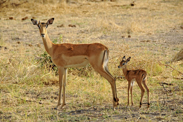 Impala female with her little one in the Chobe park in Botswana