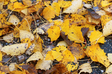 Yellowed maple leaves. Leaves yellow and red autumn.