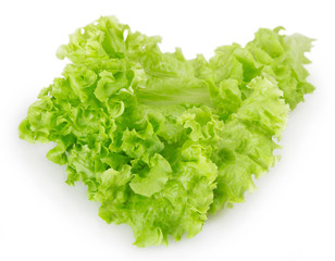 Fresh lettuce salad