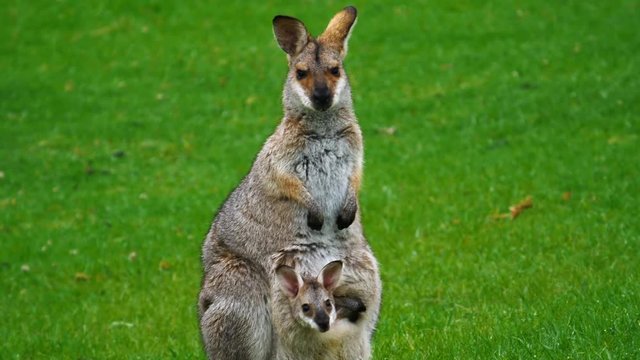 Wallaby kangaroo with baby joey in pouch in a field in Australia.