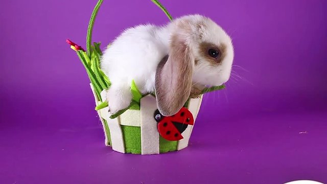 Spring pet rabbit in easter basket.