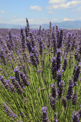 Close-up of growing violet lavender in French Provence 