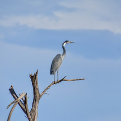 Black-headed Heron