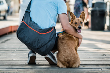 dog and man sitting on pier - 220160870