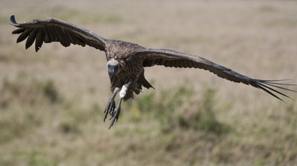 African White Backed Vulture