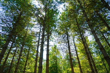 alberi dal basso