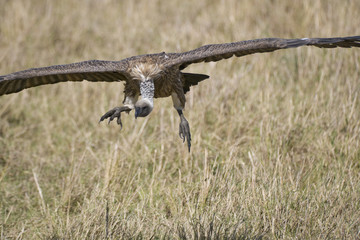 African White Backed Vulture, Kenya