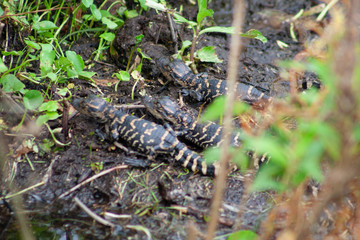 alligators