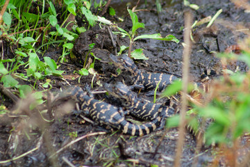 alligators