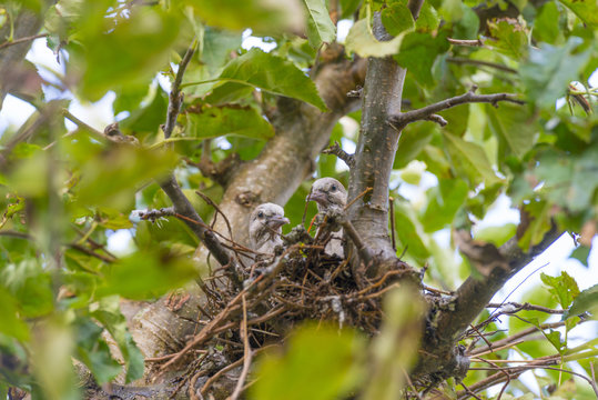 Pigeon chicks in a nest in an apple tree in sunlight in summer