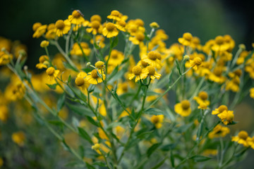 Yellow flowers at the Parris Glendening Nature Sanctuary Butterfly Garden in Lothian Maryland Anne Arundel County Southern Maryland USA
