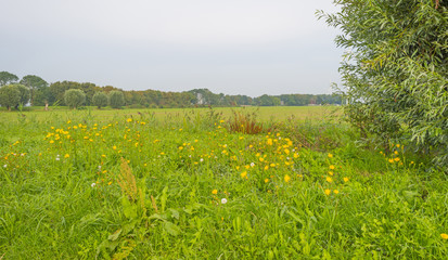 Vegetables on farmland in summer
