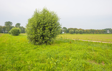 Trees along a field below a blue cloudy sky in summer
