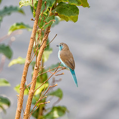 Blue Waxbill