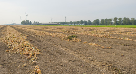 Onions in a row drying in a field in sunlight in summer