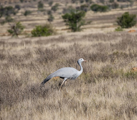 Blue Crane