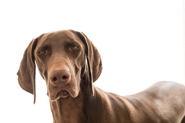 Isolated Brown Pointer dog with funny expression