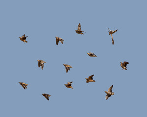 Burchell's Sandgrouse