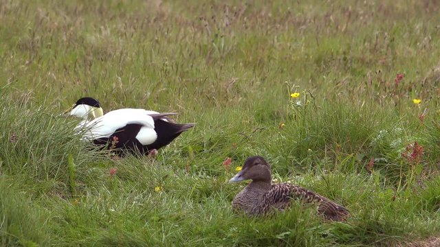 A mating pair of Icelandic eider ducks in grass.
