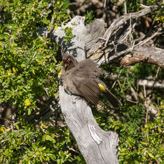 Cape Bulbul