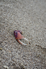 crab tentacle sticking out of the sand