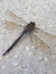 libelula