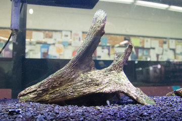 wood, underwater, aquarium,