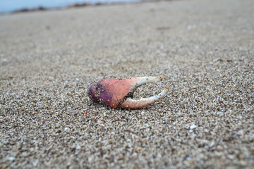 crab tentacle sticking out of the sand