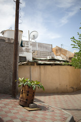 Wohngebiet und Nachbarschaft mit Pflaster, Tonne und Pflanze im Oman