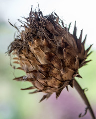 Dried flower head