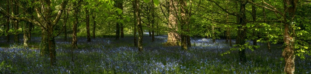 Fototapeta na wymiar Bluebell wood panorama