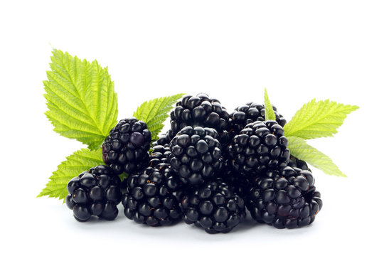 Fresh ripe juicy blackberries on white background