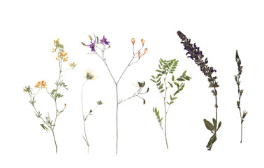 Dried meadow flowers on white background, top view