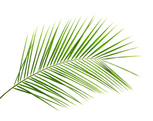 Obraz premium Fresh tropical date palm leaf on white background