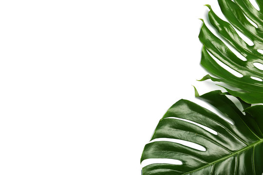Fresh tropical monstera leaves on white background, top view