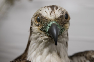 bird, hawk, falcon, beak, animal, nature, predator, eagle, eye, bird of prey, prey, feather, wild,...