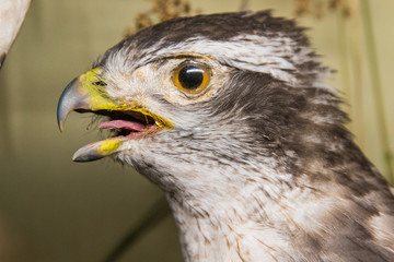 bird, falcon, hawk, beak, animal, prey, nature, eagle, wild, raptor, predator, eye, head, wildlife, portrait, bird of prey, feather, hunter, brown, buzzard, falconry, feathers, goshawk, white, closeup