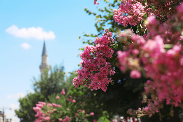 Blooming tree outdoors on sunny day, closeup