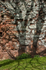 Tree shadows on a wall