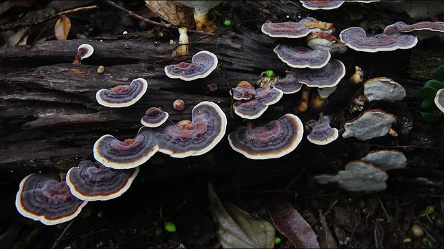 Wood ear fungi mushrooms grow in a forest in Australia.
