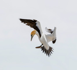 Cape Gannet
