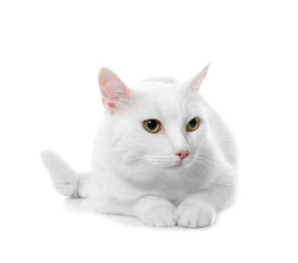 Cute cat on white background. Fluffy pet