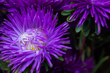 Fototapeta premium Beautiful Summer Flowers