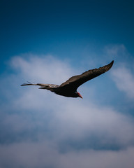 Black Vulture