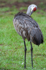 Sandhill crane
