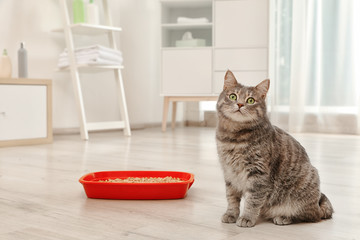 Adorable grey cat near litter box indoors. Pet care © New Africa