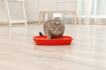 Adorable grey cat near litter box indoors. Pet care