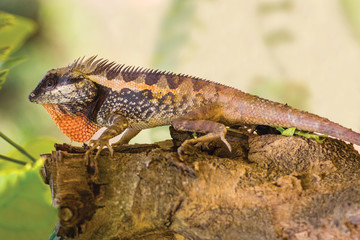 Nice big colourful lizard waiting on the old branch