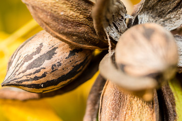 Pecan nut cluster close-up