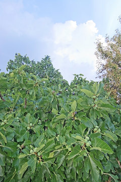 Fig tree with ripening fruits